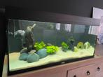 2 x juwel aquarium 180 en 54 liter, Gebruikt, Ophalen, Leeg aquarium