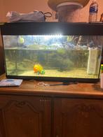 Aquarium compleet met 2 schildpadden, filter, verwarming, Dieren en Toebehoren, Ophalen, Zo goed als nieuw