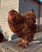 Prachtige groothoender brahma, Femelle, Poule ou poulet