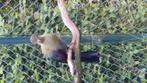 1-1witwang toerako, Dieren en Toebehoren, Mei, Meerdere dieren