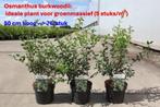 Osmanthus burkwoodii - groen massief voor tuin, Ophalen