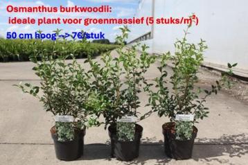 Osmanthus burkwoodii - groen massief voor tuin beschikbaar voor biedingen