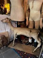 Taxidermie hertenbokje, Antiek en Kunst, Ophalen