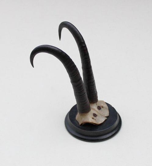 Antieke GEMS hoorns / gewei op rond schild - rond 1920 (# E), Verzamelen, Dierenverzamelingen, Gebruikt, Gewei of Kop, Wild dier