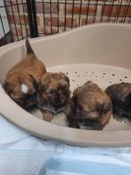 Shih-Tzu, Dieren en Toebehoren, Honden | Chihuahua's en Gezelschapshonden, België, Overige rassen, CDV (hondenziekte), 8 tot 15 weken