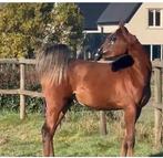 Arabische volbloed, Dieren en Toebehoren, Paarden, Hengst