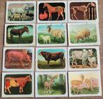 12 kleine prentjes: paarden, ezel, geiten, schaap, varken,., Enlèvement ou Envoi, Utilisé, Animal, Gravure
