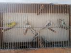Pallid grasparkieten, Dieren en Toebehoren, Vogels | Parkieten en Papegaaien, Geringd
