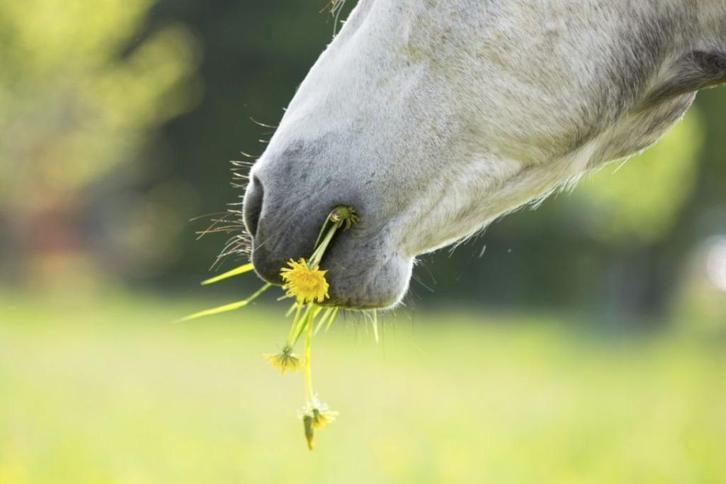 weide,(klein weidje)GEZOCHT voor paardje kleiner dan 1,60m, Dieren en Toebehoren, Stalling en Weidegang