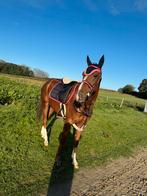 Braaf 6-jarig recreatiepaard, Dieren en Toebehoren, Paarden, Ruin, 170 tot 175 cm, Recreatiepaard, 3 tot 6 jaar