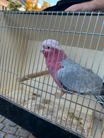 Rose kaketoe zoekt liefdevol thuis aangeboden namens kennis, Dieren en Toebehoren, Pratend