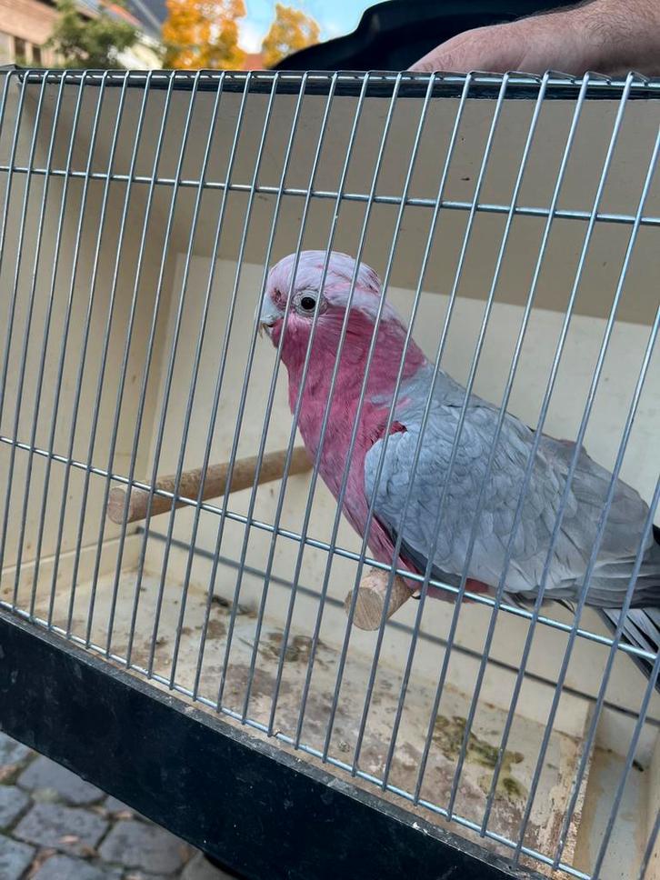 Rose kaketoe zoekt liefdevol thuis aangeboden namens kennis, Dieren en Toebehoren, Vogels | Parkieten en Papegaaien, Pratend, Geringd