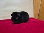 Jong US Teddy cavia zeugje, Dieren en Toebehoren, Knaagdieren, Vrouwelijk, Cavia, Tam