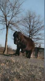 Shetlander, Dieren en Toebehoren
