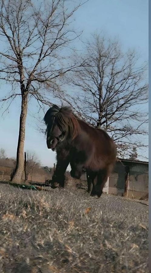 Shetlander, Dieren en Toebehoren, Stalling en Weidegang