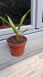 palmboompjes, Jardin & Terrasse, Plantes | Arbres, En pot, Enlèvement, Ombre partielle, Palmier