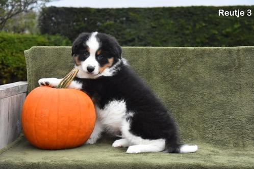 Prachtige Border Collie pup, Animaux & Accessoires, Chiens | Bergers & Bouviers, Plusieurs animaux, Colley, Éleveur | Professionnel