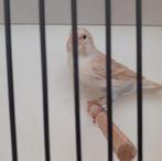 kanarie, Dieren en Toebehoren, Vogels | Kanaries, Vrouwelijk, Kleurkanarie