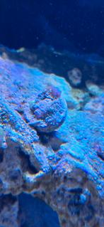 Ricordea yuma + 2 oren, Dieren en Toebehoren, Overige typen, Zoutwatervis