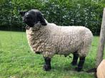 Suffolk ram, Mouton, Mâle, 3 à 5 ans
