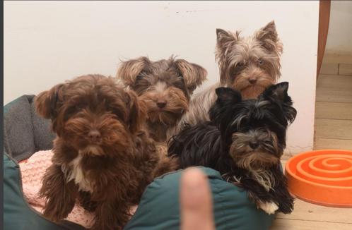 yorkshire terrier pups, Animaux & Accessoires, Chiens | Jack Russell & Terriers, Plusieurs animaux, Yorkshire Terrier, Éleveur | Loisir