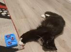 Hersenwerk kitten/ katten, Ophalen, Nieuw
