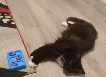 Hersenwerk kitten/ katten beschikbaar voor biedingen