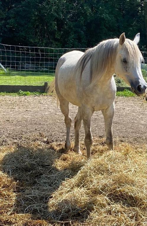 Liefste Arabische ruin, Dieren en Toebehoren, Paarden, Ruin, Zadelmak, 160 tot 165 cm, 7 tot 10 jaar, Recreatiepaard, Met stamboom