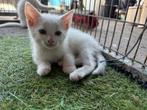 Europese korthaar, Dieren en Toebehoren, Katten en Kittens | Overige Katten, Meerdere dieren, Kortharig, 3 tot 5 jaar
