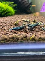 Maetallic boa garnalen, Dieren en Toebehoren, Kreeft, Krab of Garnaal, Zoetwatervis, Schoolvis