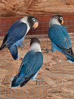 Agapornis personata, Geslacht onbekend, Geringd