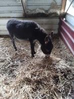 Kleine ezel, Dieren en Toebehoren, Schapen, Geiten en Varkens