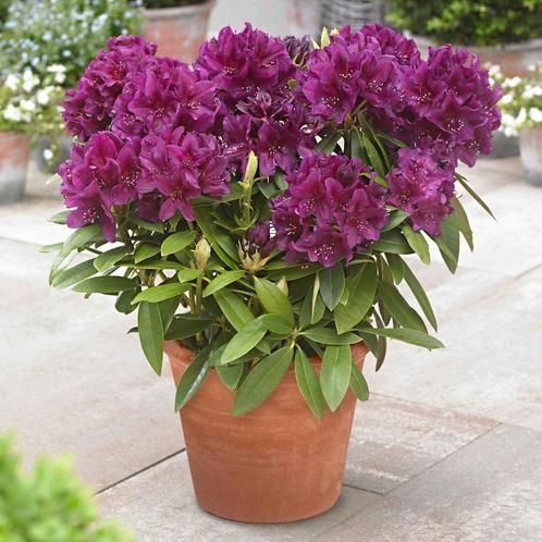Rhododendron Polarnacht, Tuin en Terras, Planten | Struiken en Hagen, Rhododendron, Ophalen