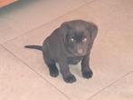 laberador pups, Dieren en Toebehoren, Honden | Retrievers, Spaniëls en Waterhonden, België, Fokker | Hobbymatig, CDV (hondenziekte)