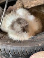 Zijdehoen zijdehoenders, Dieren en Toebehoren, Pluimvee