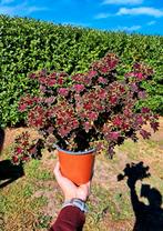 Gevleke siernetel, Tuin en Terras, Planten | Bomen, Ophalen