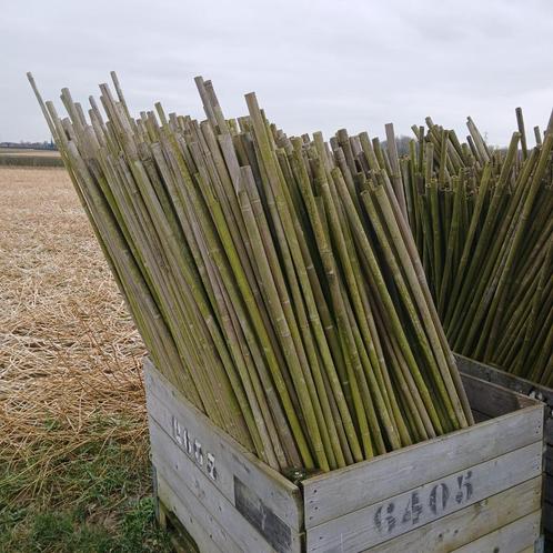 Te koop partij tonkinstokken/bamboestokken., Tuin en Terras, Palen, Balken en Planken, Gebruikt, Overige typen, Minder dan 180 cm