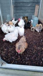 Serama's krul zijde en glad, Dieren en Toebehoren, Kip