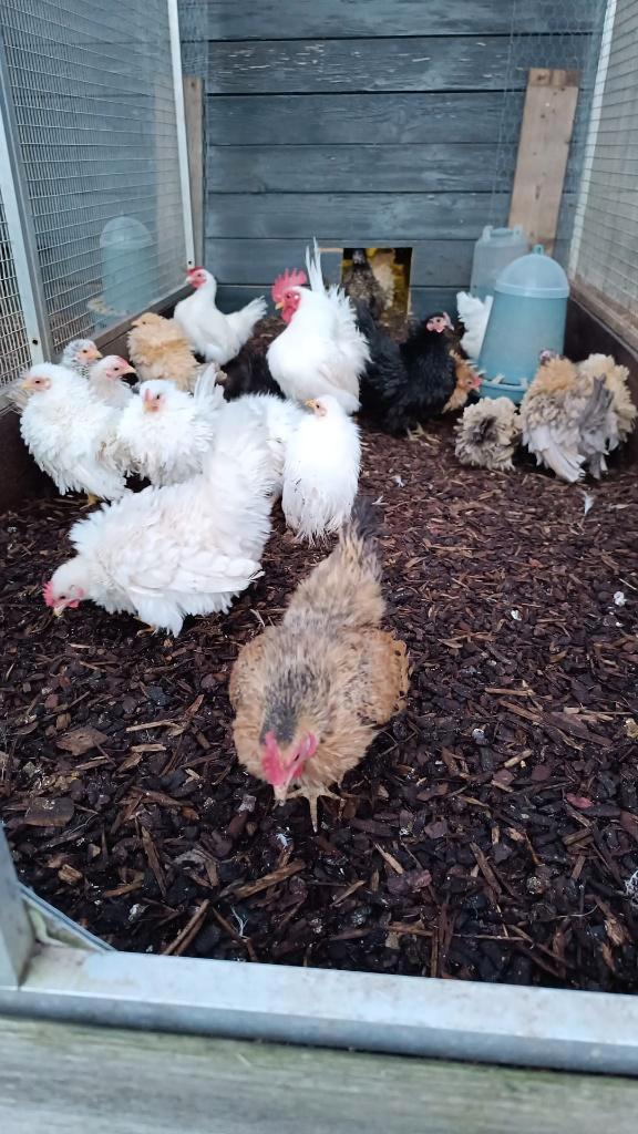 Serama's krul zijde en glad, Animaux & Accessoires, Volatiles, Poule ou poulet