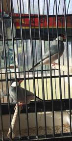 vogels, Dieren en Toebehoren, Vogels | Parkieten en Papegaaien, Geringd
