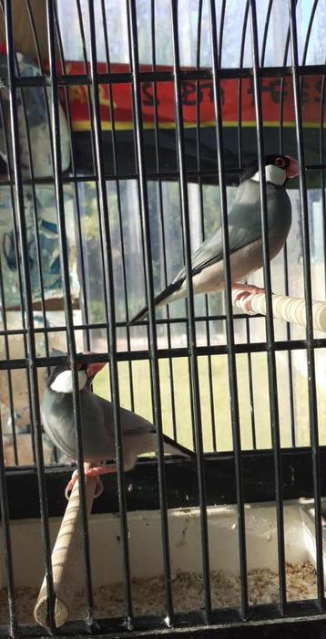 vogels beschikbaar voor biedingen