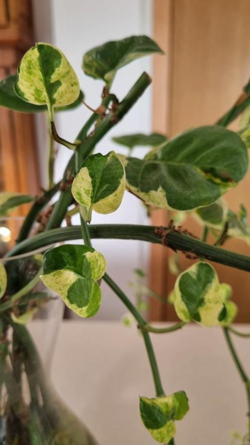 Scindapsus / Epipremnum N'joy, Huis en Inrichting, Kamerplanten, Groene kamerplant, Ophalen