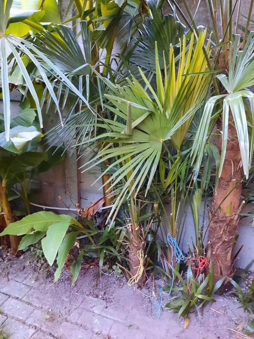 Trachycarpus Fortunei palmboom, Tuin en Terras, Planten | Bomen, Palmboom, Ophalen