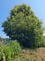 Bomen voor brandhout: populier, eik, linde (?), Ophalen, Takken