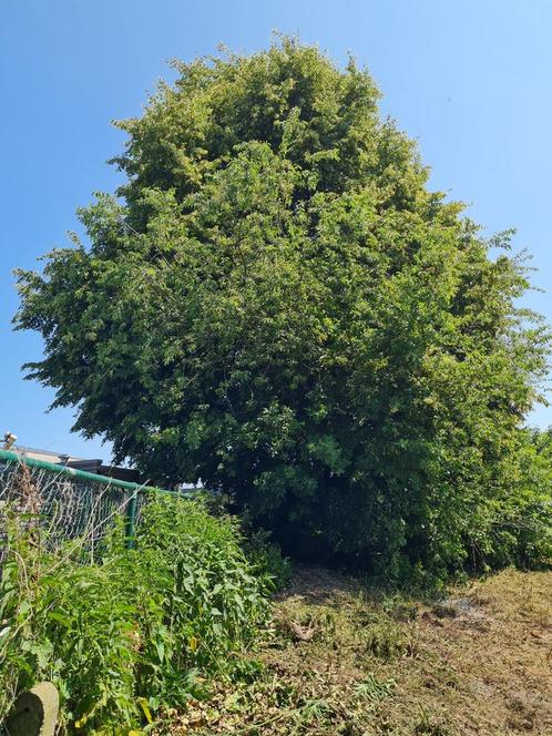 Bomen voor brandhout: populier, eik, linde (?), Tuin en Terras, Brandhout, Takken, Ophalen