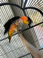 Zwartkopcaique, Dieren en Toebehoren