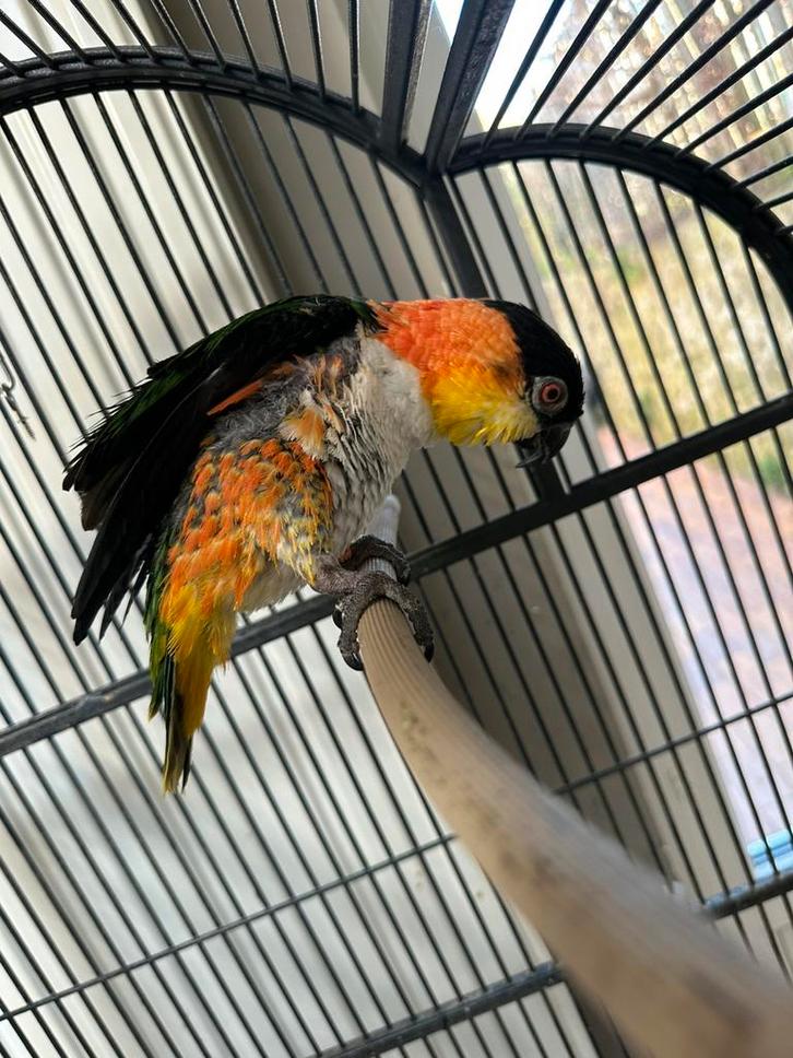 Zwartkopcaique, Dieren en Toebehoren, Vogels | Parkieten en Papegaaien