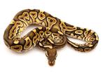 Python Regius - Black Pastel Special het Clown (mâle), Animaux & Accessoires, Reptiles & Amphibiens