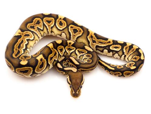 Python Regius - Black Pastel Special het Clown (mâle), Animaux & Accessoires, Reptiles & Amphibiens