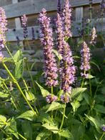 7 vaste stekplantjes Agastache, Ophalen